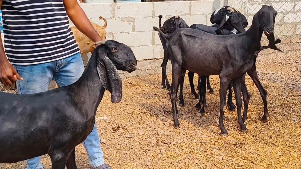 Black Beetal Goat Breed