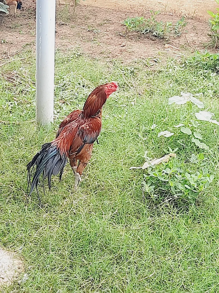 Country Hens Free Range
