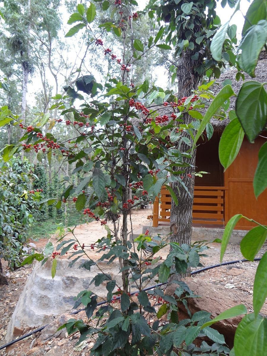 VGF Kholli Hills Estate - Estate Grounds