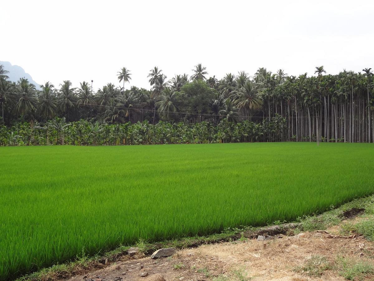 VGF Kholli Hills Estate - Nature Trail