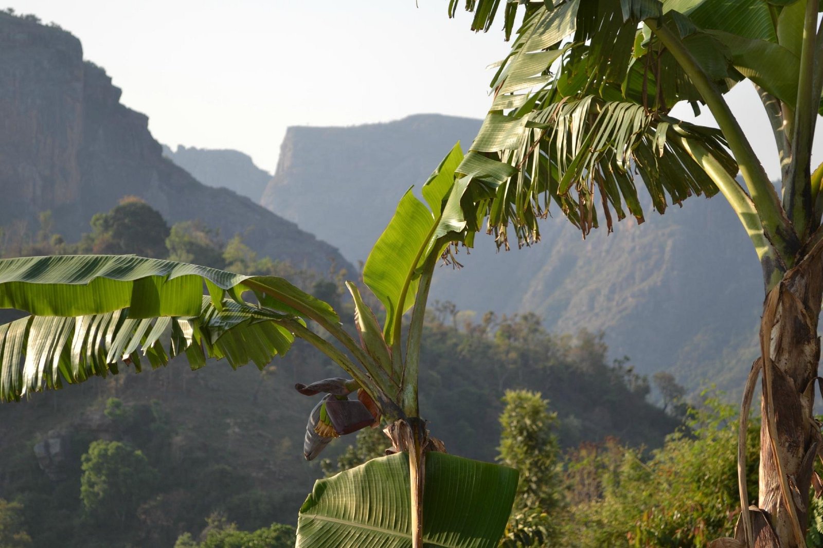 VGF Kholli Hills Estate - Hillside Garden