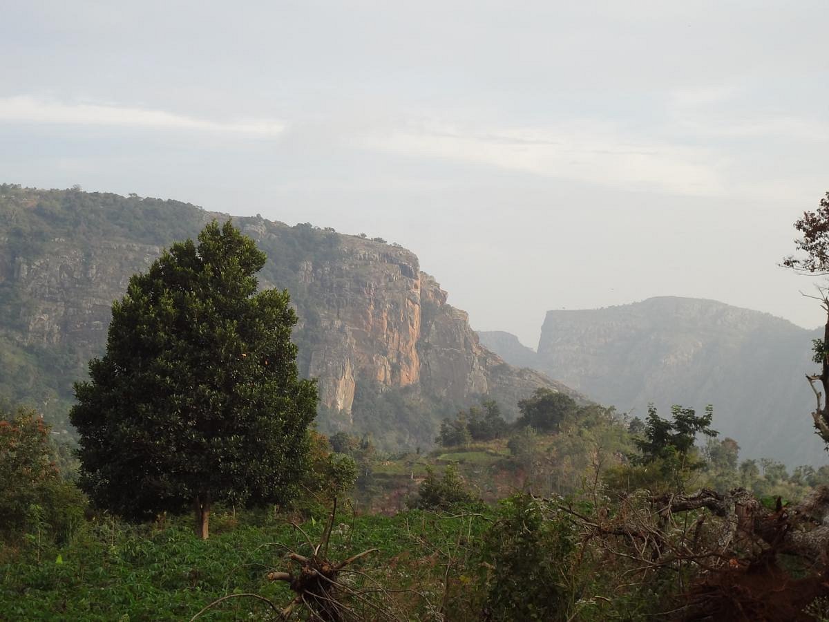 VGF Kholli Hills Estate - Plantation View