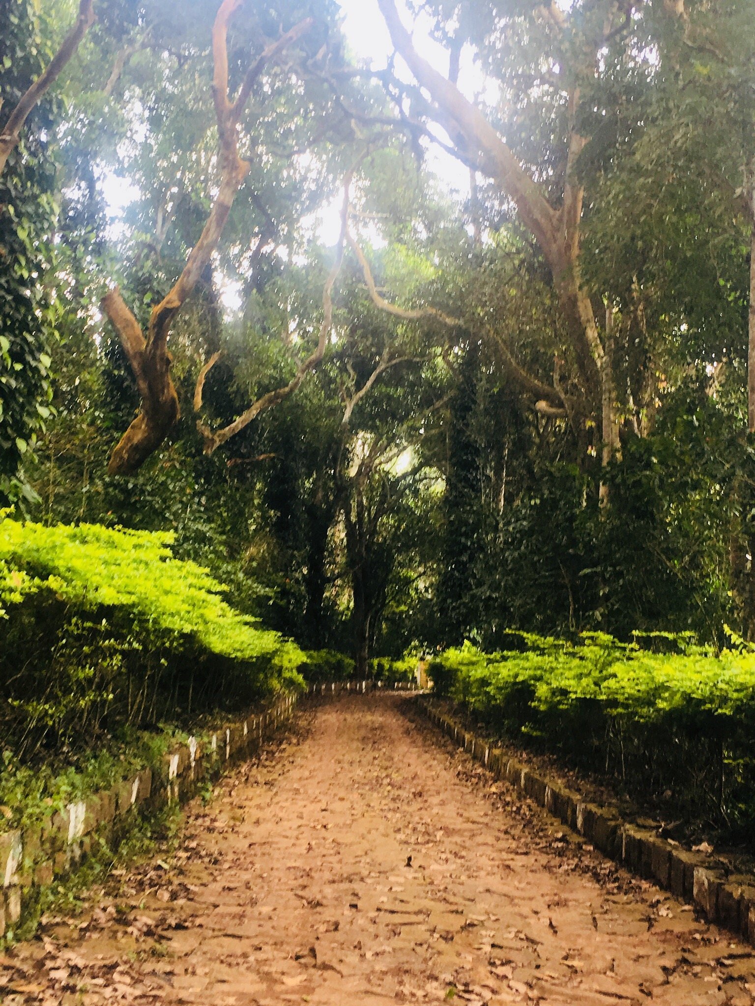 VGF Kholli Hills Estate - Garden Path