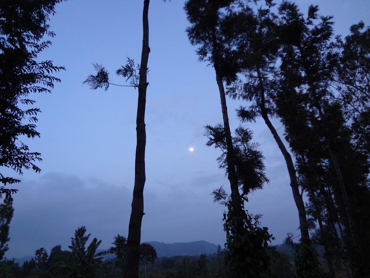 VGF Kholli Hills Estate - Spice Garden