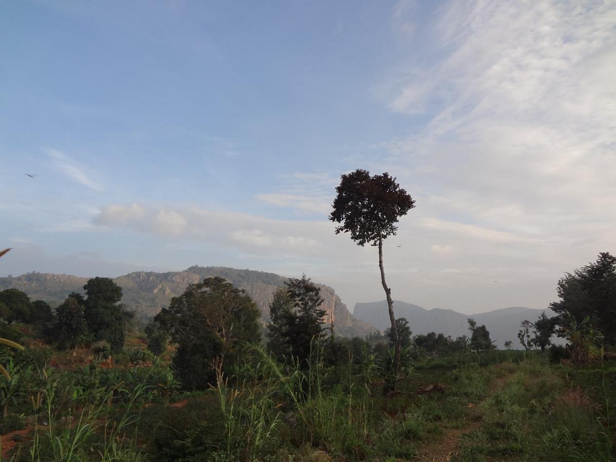 VGF Kholli Hills Estate - Fruit Trees