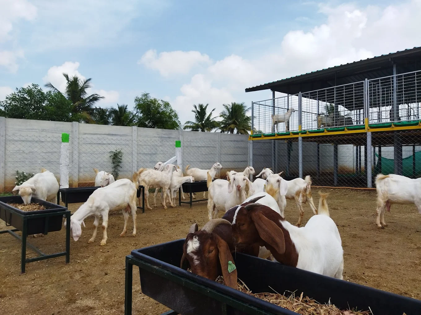 VGF  Integrated  Farm facility