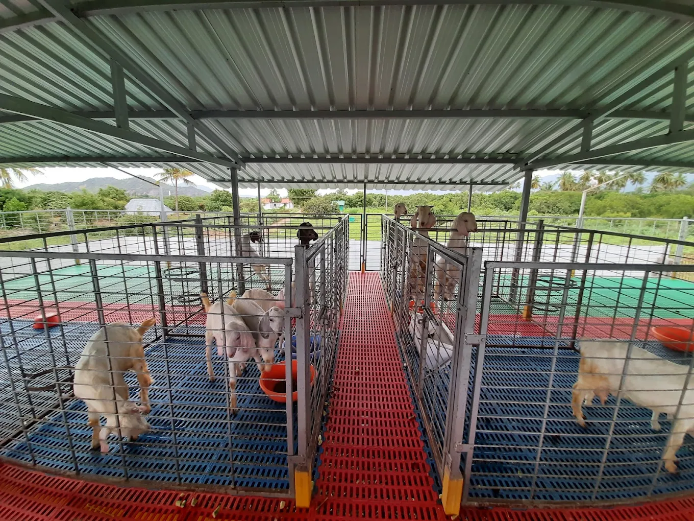 Talachery Boer Cross Breed